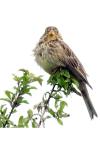Emberiza calandra