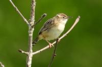 Cisticola juncidis