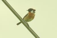 Saxicola rubicola