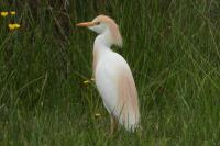Bubulcus ibis