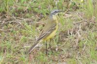 Motacilla flava