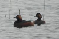 Podiceps nigricollis