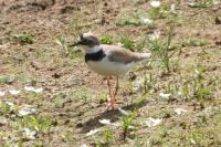 Charadrius dubius