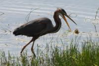 Ardea purpurea