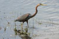 Ardea purpurea
