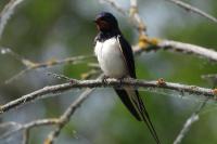 Hirundo rustica
