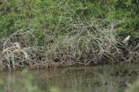 Nycticorax nycticorax