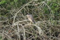 Nycticorax nycticorax