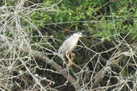 Nycticorax nycticorax