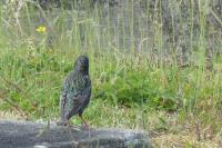 Sturnus vulgaris