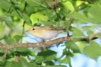 Phylloscopus sibilatrix