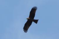 Milvus migrans
