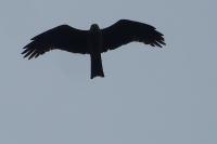 Milvus migrans