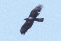Aquila fasciata