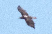 Aquila fasciata