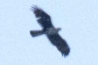 Aquila fasciata