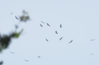 Gyps fulvus