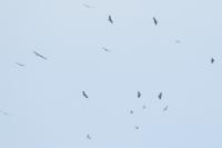Gyps fulvus