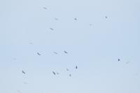 Gyps fulvus