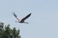 Grus grus