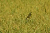 Motacilla flava