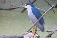 Nycticorax nycticorax