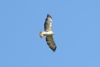 Buteo buteo