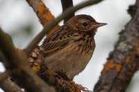 Anthus trivialis