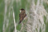 Acrocephalus scirpaceus