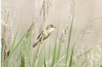 Acrocephalus scirpaceus