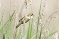 Acrocephalus scirpaceus