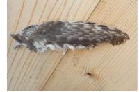 Athene noctua