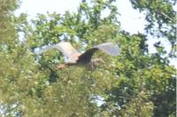 Ardea purpurea