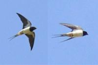 Hirundo rustica