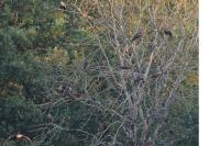 Milvus migrans