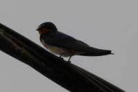 Hirundo rustica