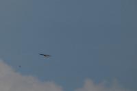 Buteo buteo