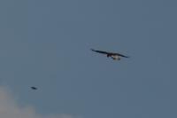 Buteo buteo