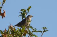 Emberiza calandra