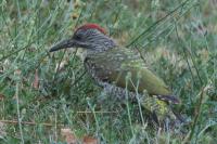 Picus viridis