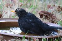 Turdus merula