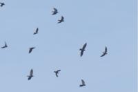 Corvus frugilegus
