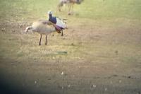 Branta leucopsis