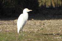 Bubulcus ibis