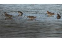 Gallinago gallinago