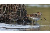 Gallinago gallinago