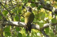 Picus viridis