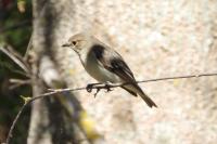 Ficedula hypoleuca