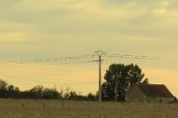Sturnus vulgaris