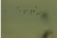 Anas platyrhynchos